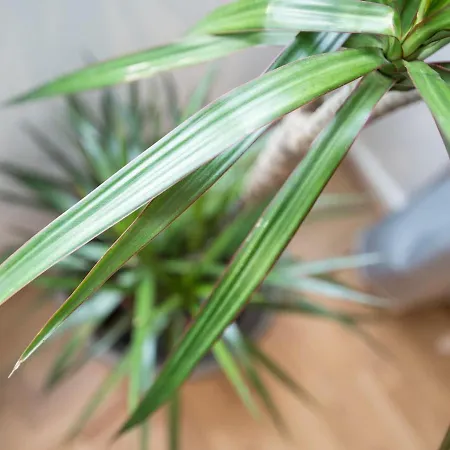 Appartement Sweet Stunning Parking Vichy