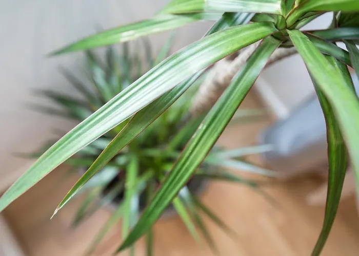 Апартаменты Sweet Stunning Parking Виши